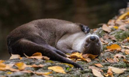 Podzim v Zoo Praha si užívají zvířata v listí i bazénu