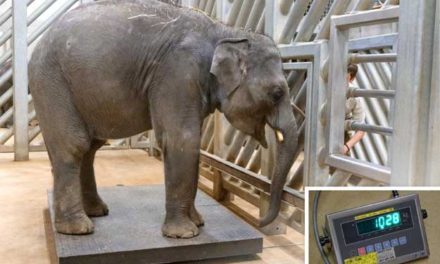 Obě pražská slůňata už váží přes tunu a Zoo Praha už čeká další přírůstky