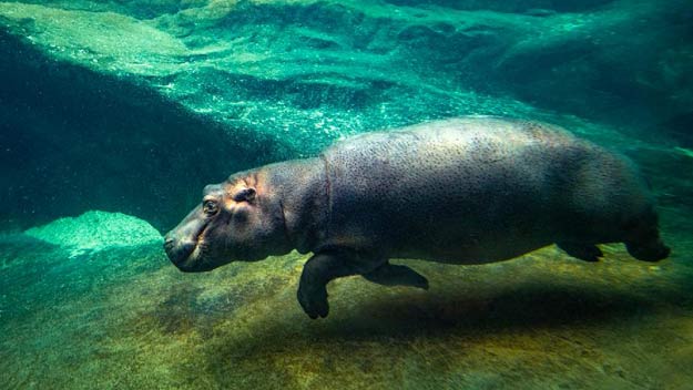 Výroční slavnost Zoo Praha. Znovuotevření Pavilonu hrochů a vítání Tchéca